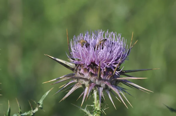 Den Vackra Insekt Bee Den Naturliga Miljön — Stockfoto
