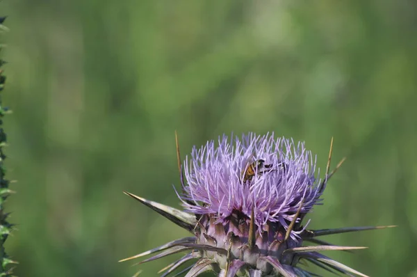 自然環境の中で美しい昆虫ミツバチ — ストック写真