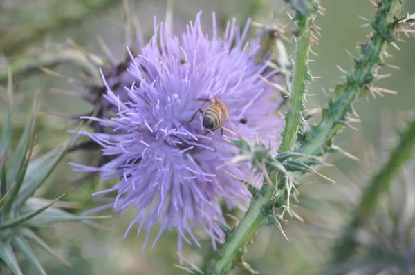 Belle Abeille Insecte Dans Environnement Naturel — Photo