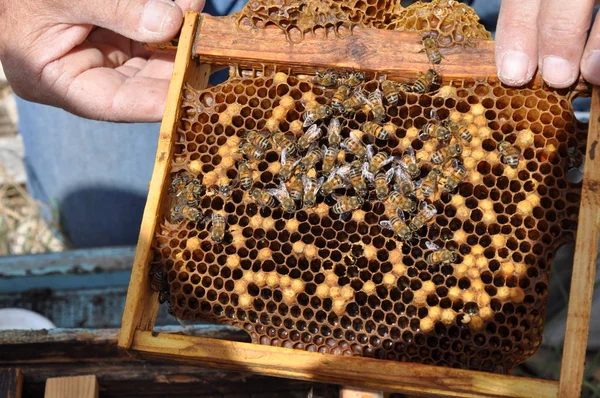 Piękna Pszczoła Owadów Środowisku Naturalnym — Zdjęcie stockowe