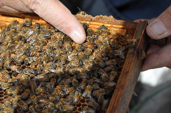 Piękna Pszczoła Owadów Środowisku Naturalnym — Zdjęcie stockowe