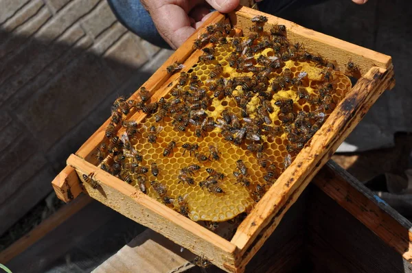 Den Vackra Insekt Bee Den Naturliga Miljön — Stockfoto