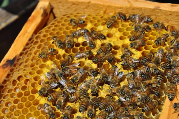 Beautiful Insect Bee Natural Environment — Stock Photo, Image