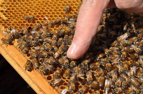 Piękna Pszczoła Owadów Środowisku Naturalnym — Zdjęcie stockowe