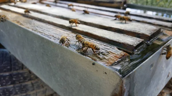 自然環境の中で美しい昆虫ミツバチ — ストック写真