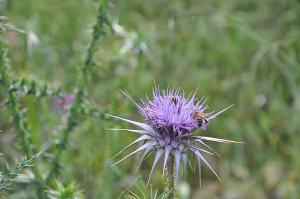 Krásná Hmyzí Včela Přírodním Prostředí — Stock fotografie