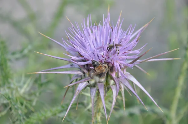 Красива Бджола Комах Природному Середовищі — стокове фото