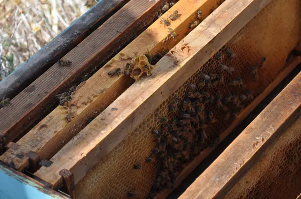 Piękna Pszczoła Owadów Środowisku Naturalnym — Zdjęcie stockowe