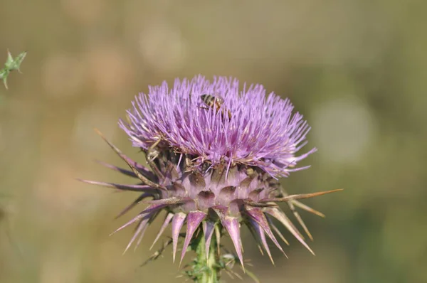 Den Vackra Insekt Bee Den Naturliga Miljön — Stockfoto