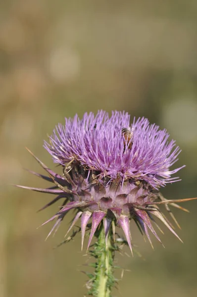 Krásná Hmyzí Včela Přírodním Prostředí — Stock fotografie