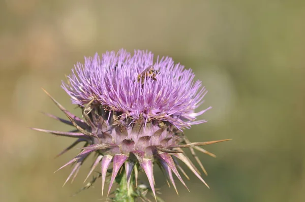 Hermosa Abeja Insecto Entorno Natural — Foto de Stock