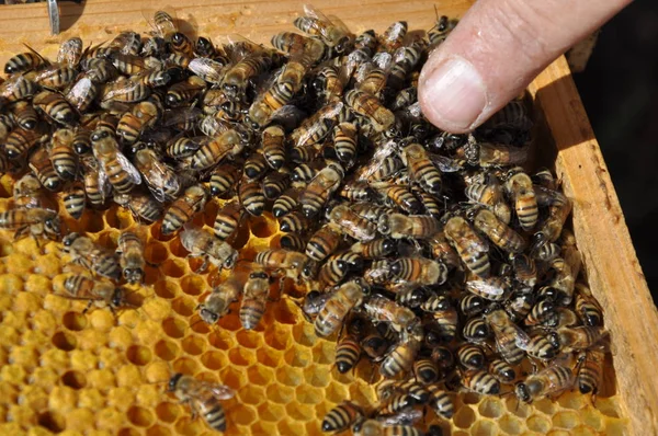 Beautiful Insect Bee Natural Environment — Stock Photo, Image