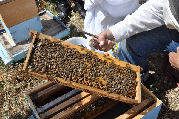 Doğal ortamda güzel böcek arı