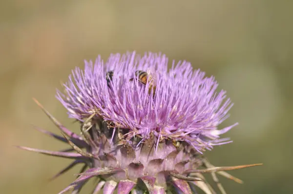 Красива Бджола Комах Природному Середовищі — стокове фото