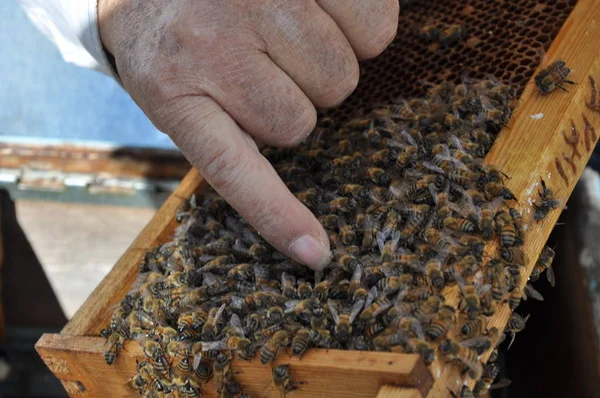 Piękna Pszczoła Owadów Środowisku Naturalnym — Zdjęcie stockowe