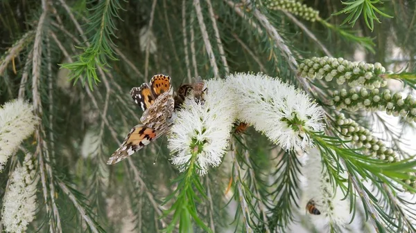Hermosa Mariposa Insecto Entorno Natural — Foto de Stock