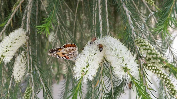 Hermosa Mariposa Insecto Entorno Natural — Foto de Stock