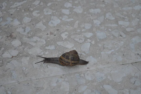 Bel Escargot Insecte Dans Environnement Naturel — Photo