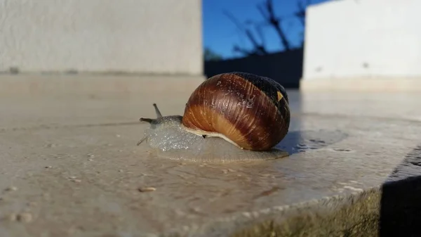 自然环境中美丽的昆虫蜗牛 — 图库照片