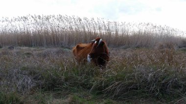 Doğal ortamda güzel Hayvan İnek
