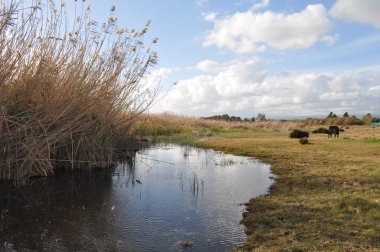 Doğal ortamda güzel Hayvan İnek