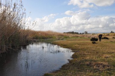 Doğal ortamda güzel Hayvan İnek