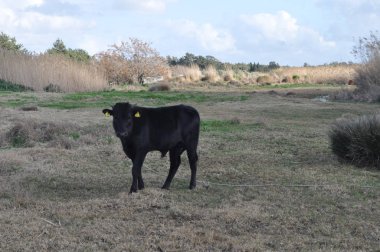 Doğal ortamda güzel Hayvan İnek
