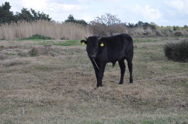 Doğal ortamda güzel Hayvan İnek