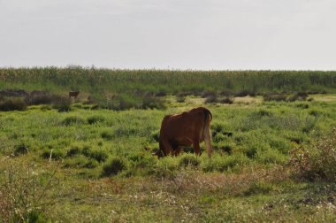 Doğal ortamda güzel Hayvan İnek