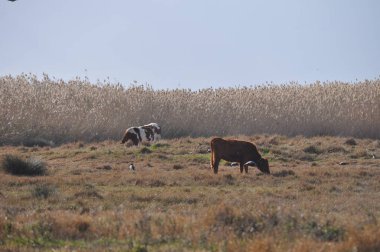 Doğal ortamda güzel Hayvan İnek