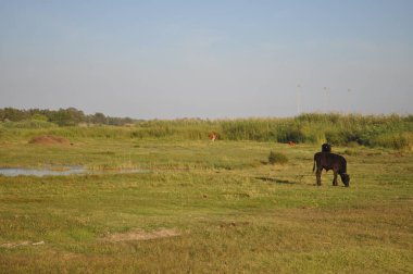 Doğal ortamda güzel Hayvan İnek