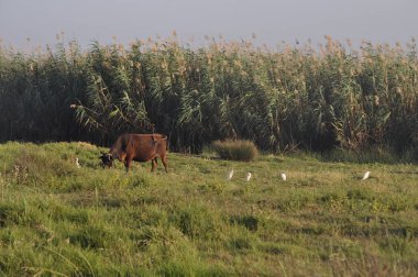 Doğal ortamda güzel Hayvan İnek