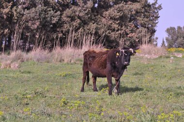 Doğal ortamda güzel Hayvan İnek
