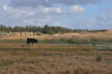 Doğal ortamda güzel Hayvan İnek
