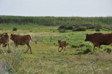 Doğal ortamda güzel Hayvan İnek