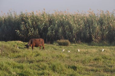 Doğal ortamda güzel Hayvan İnek