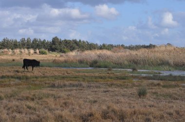 Doğal ortamda güzel Hayvan İnek