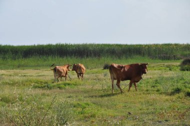 Doğal ortamda güzel Hayvan İnek