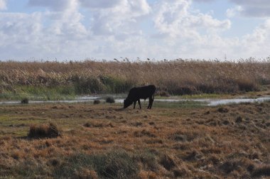 Doğal ortamda güzel Hayvan İnek