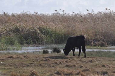 Doğal ortamda güzel Hayvan İnek