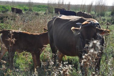 Doğal ortamda güzel Hayvan İnek