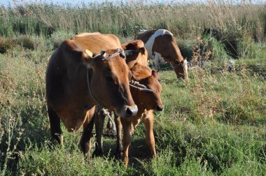 Doğal ortamda güzel Hayvan İnek