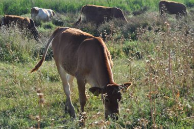 Doğal ortamda güzel Hayvan İnek