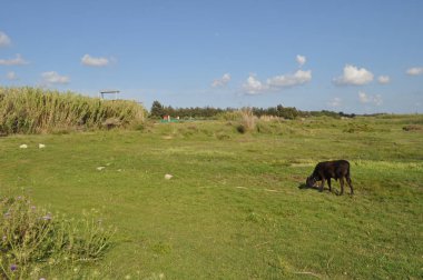 Doğal ortamda güzel Hayvan İnek