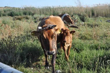 Doğal ortamda güzel Hayvan İnek