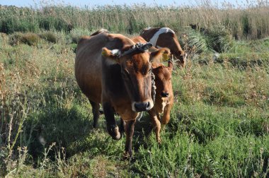 Doğal ortamda güzel Hayvan İnek