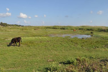 Doğal ortamda güzel Hayvan İnek