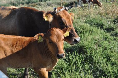 Doğal ortamda güzel Hayvan İnek