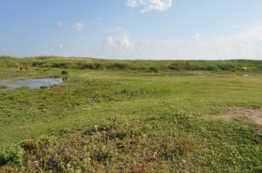 Doğal ortamda güzel Hayvan İnek