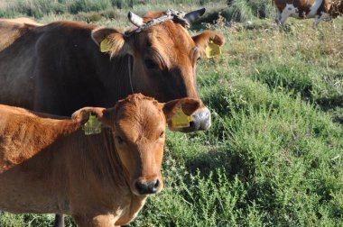 Doğal ortamda güzel Hayvan İnek